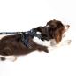 Preview: DOOG Neotech Harness Navy Gr. S Preview: DOOG Neotech Harness Navy Gr. S